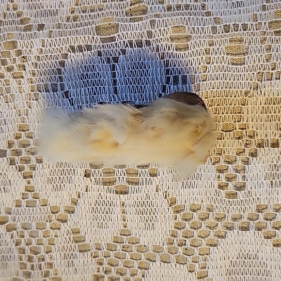 Vintage Squirrel Deco - Picture 3 of 6